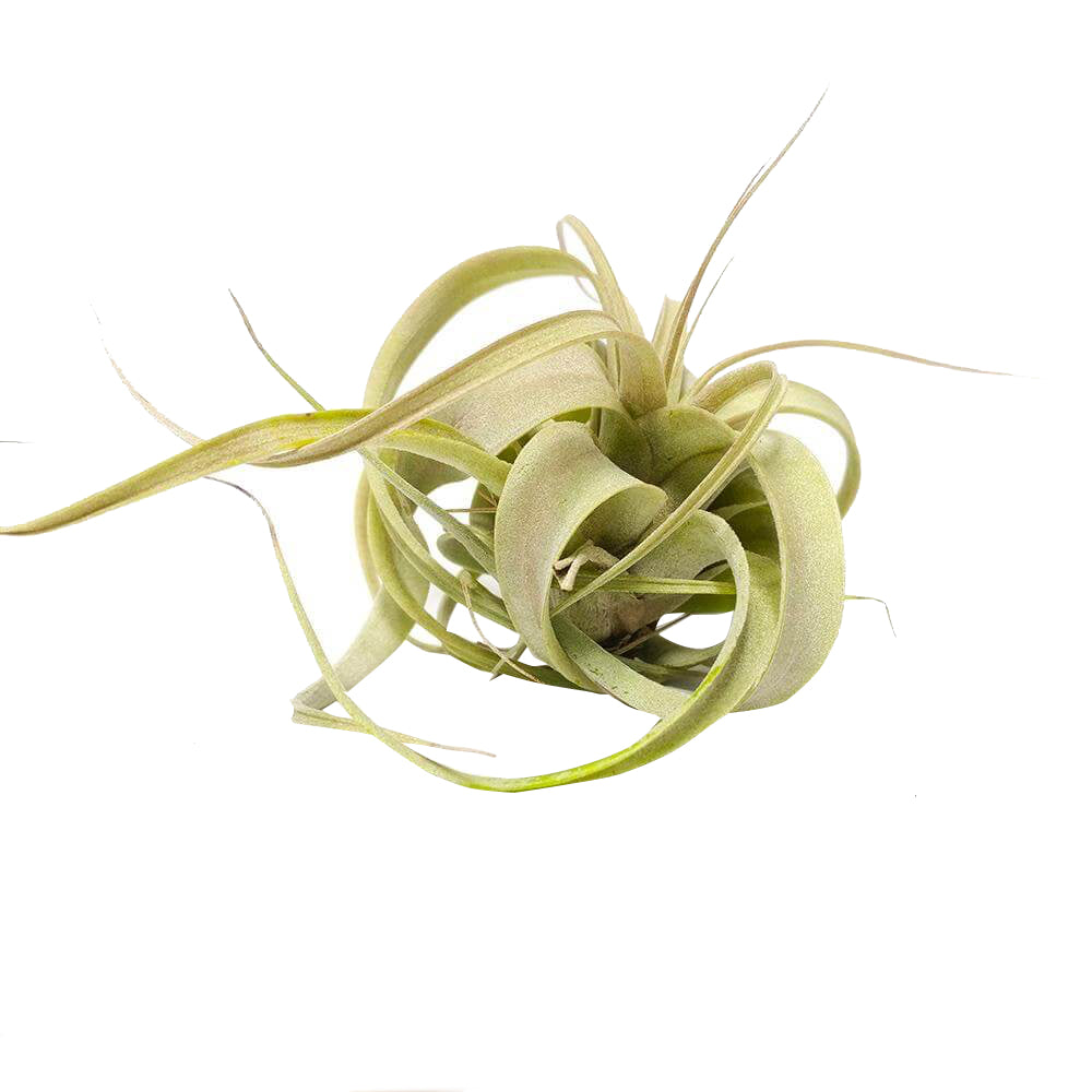 tillandsia xerographica, xerographica air plant, xerographica care, xerographica air plant care, xerographic copy paper, xerographic definition, xerographica bloom, xerographica flower
