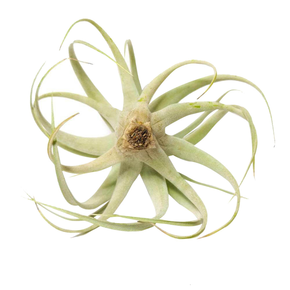 air plant queen Tillandsia Xerographica