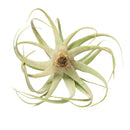 tillandsia xerographica, xerographica air plant, xerographica care, xerographica air plant care, xerographic copy paper, xerographic definition, xerographica bloom, xerographica flower
