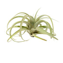 tillandsia xerographica, xerographica air plant, xerographica care, xerographica air plant care, xerographic copy paper, xerographic definition, xerographica bloom, xerographica flower
