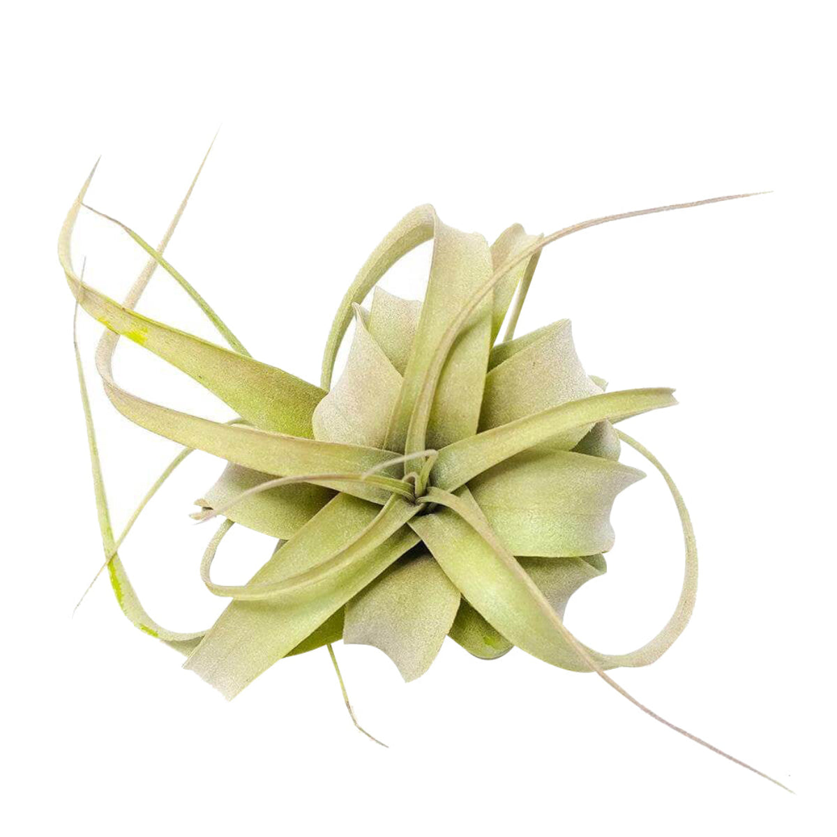 queen of air plants Tillandsia Xerographica