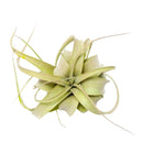 tillandsia xerographica, xerographica air plant, xerographica care, xerographica air plant care, xerographic copy paper, xerographic definition, xerographica bloom, xerographica flower