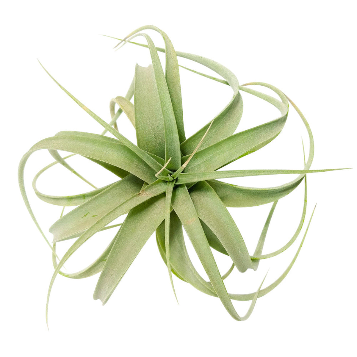 queen air plant Tillandsia Xerographica