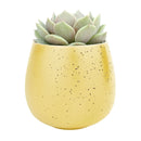 Set of 3 Egg Pots Randomly Picked, Elegant Mini Pot for succulents and cacti, Ceramic Flower Pots for Sale, Succulent Gift Ideas