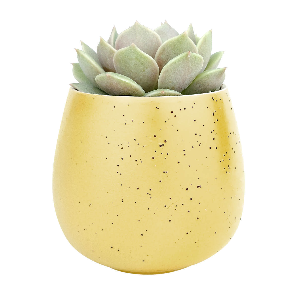 yellow succulent planter Yellow Egg Planter