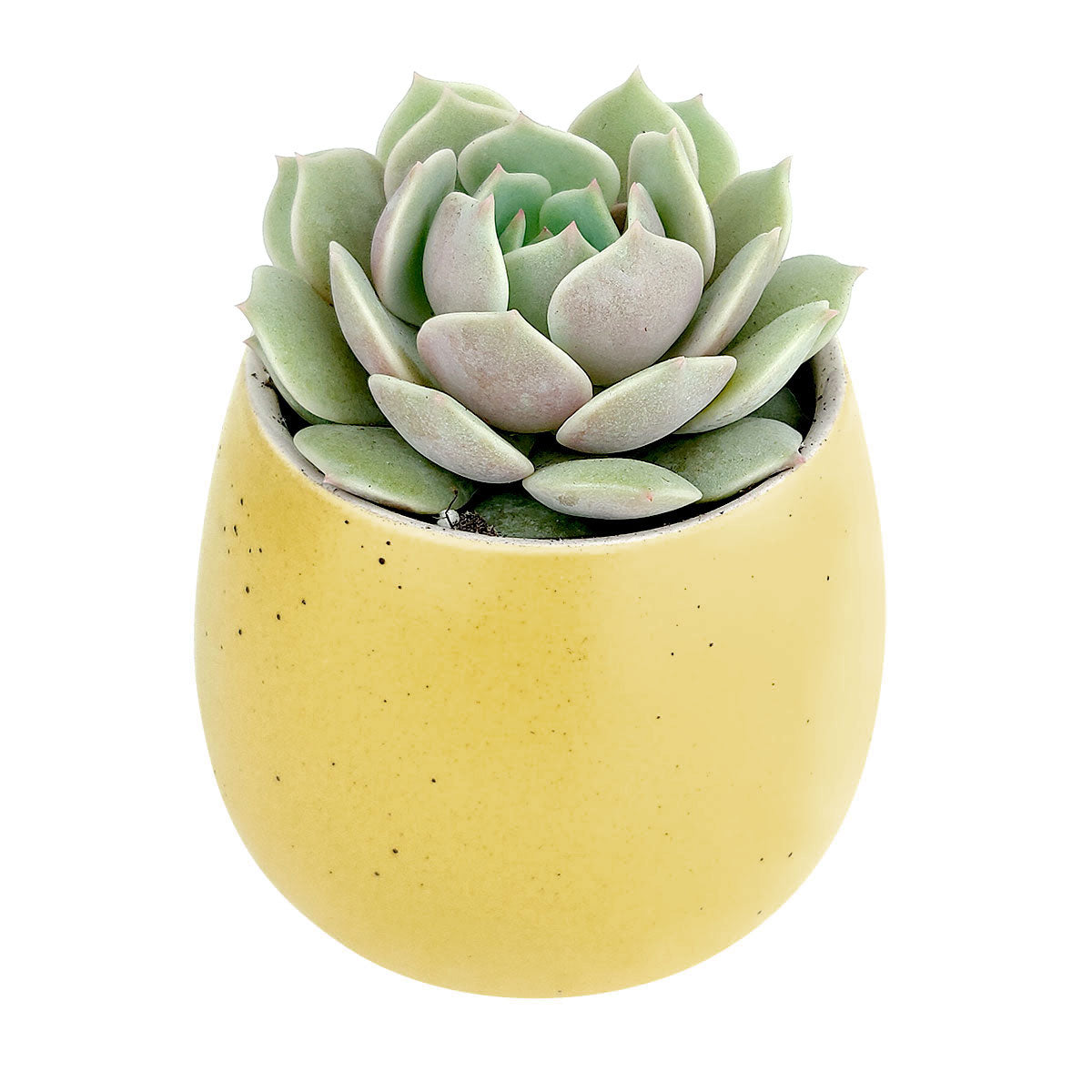 yellow succulent planter Yellow Egg Planter