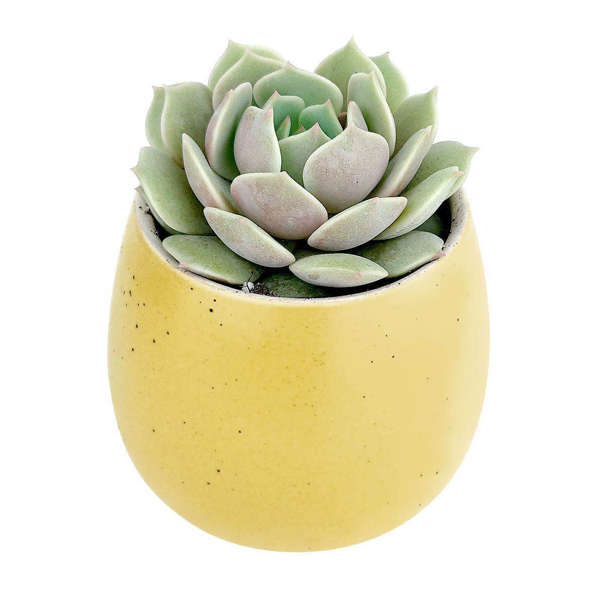 Modern design pot, Succulent and cactus pots for sale, Succulent gift decor ideas, Elegant flower pots, Egg Pot for Succulent and Cacti, Elegant Plain Ceramic Flower Pot