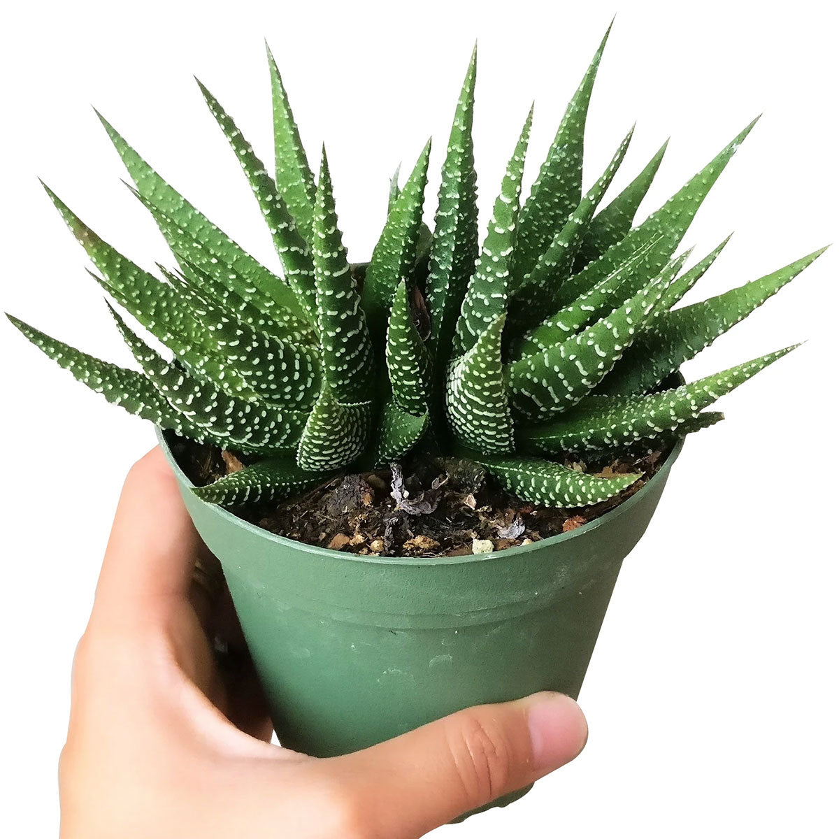 zebra looking succulent Haworthia Zebra Plant