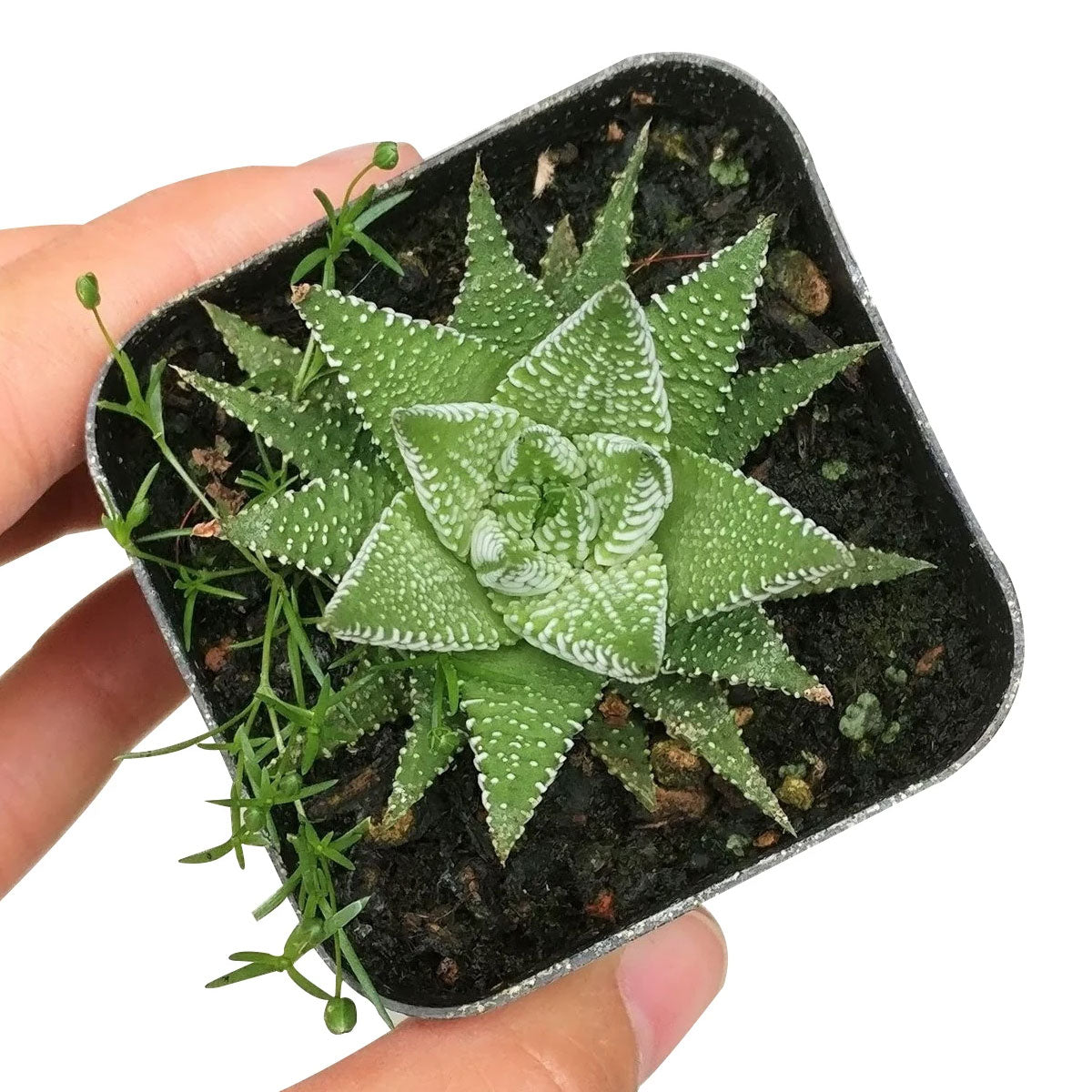 succulent with pointy leaves Haworthia Zebra Plant
