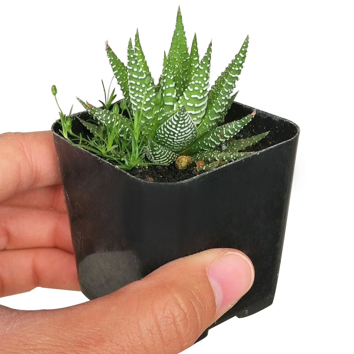 zebra succulent size Haworthia Zebra Plant