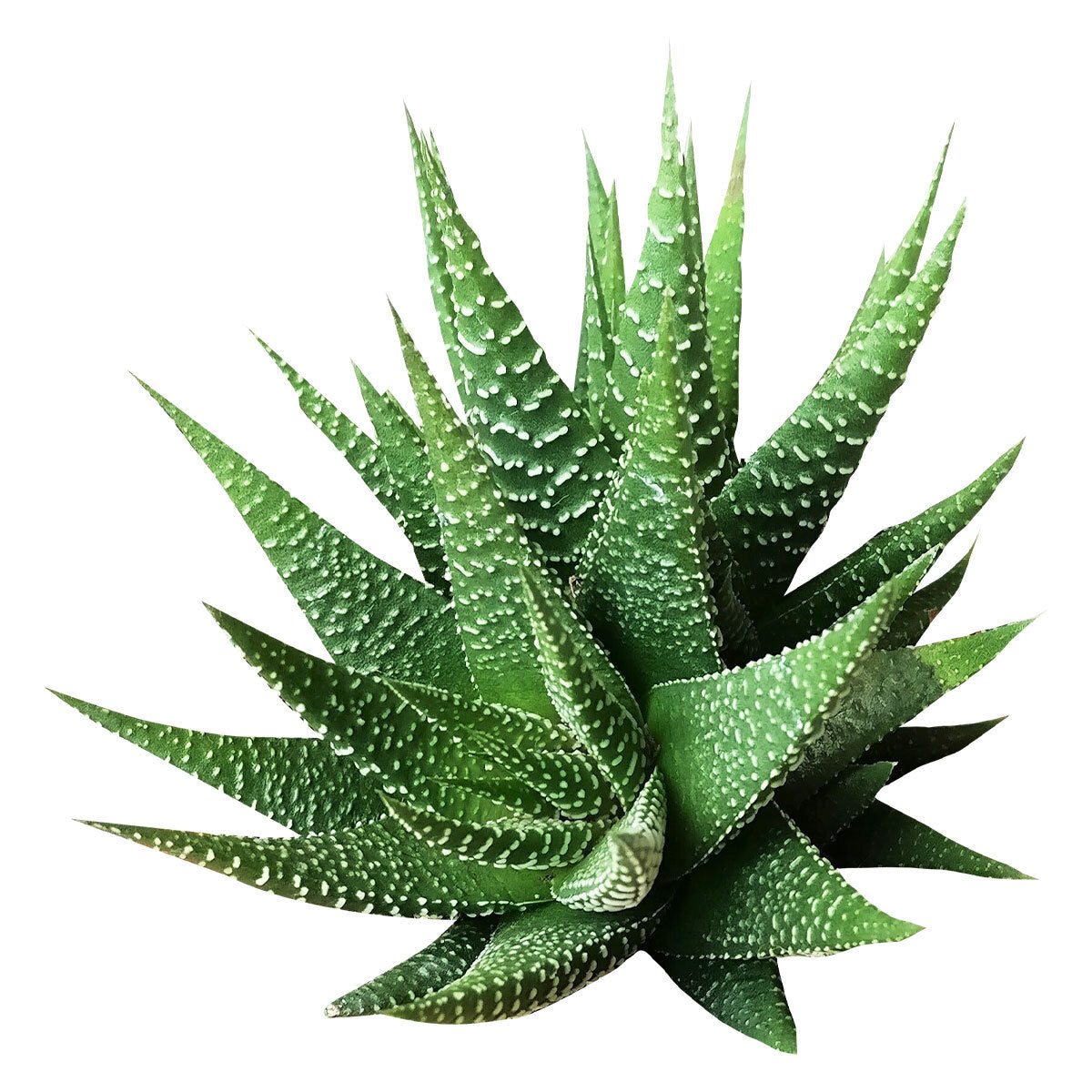 succulent haworthia zebra Haworthia Zebra Plant