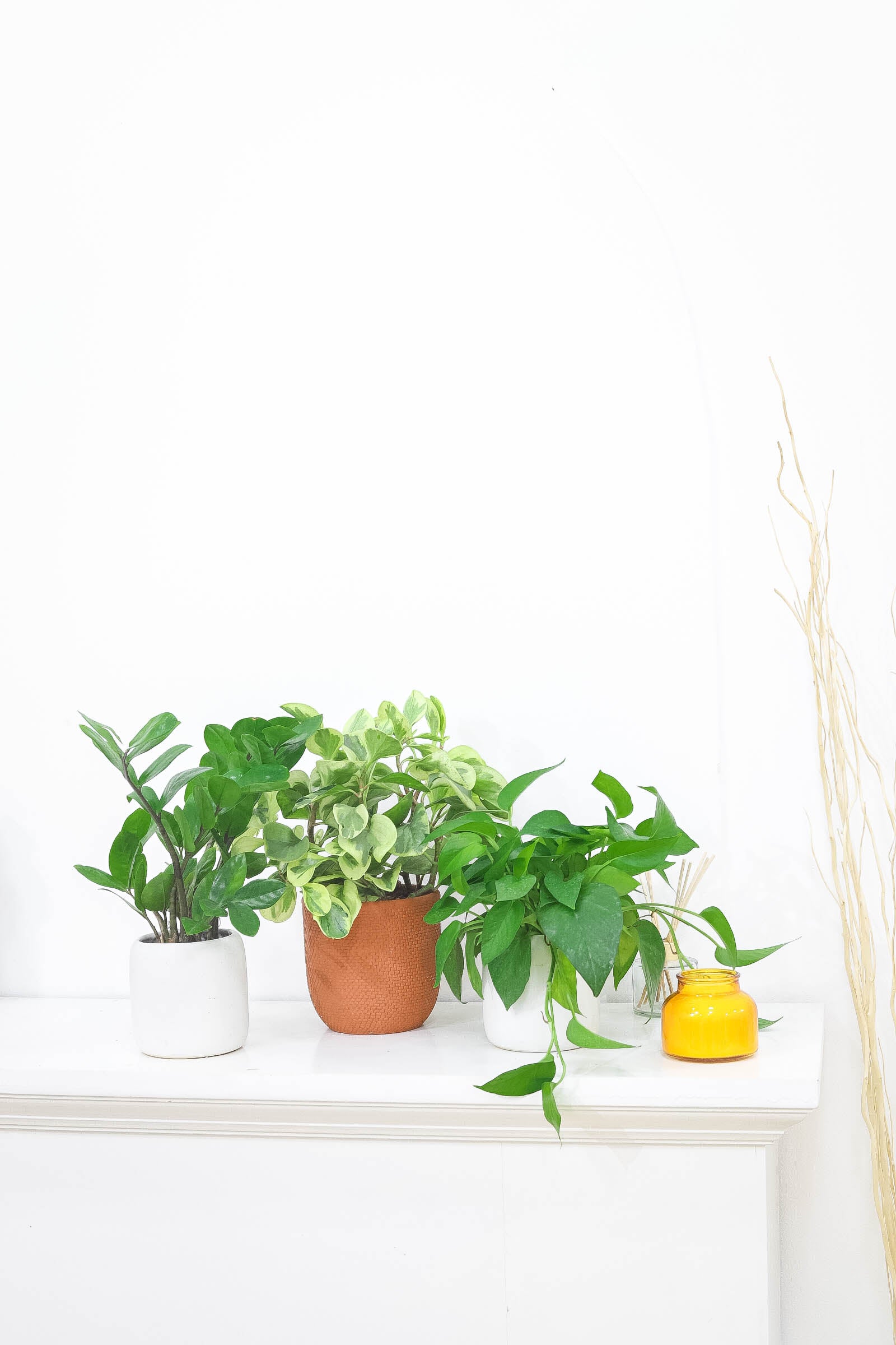 jade pothos sunlight Pothos Jade - Trailing air-purifying easy care houseplant
