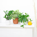 buy ZZ Plant with pot online, zz plant, 4 inch zz plant