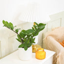 buy ZZ Plant with pot online, zz plant, 4 inch zz plant