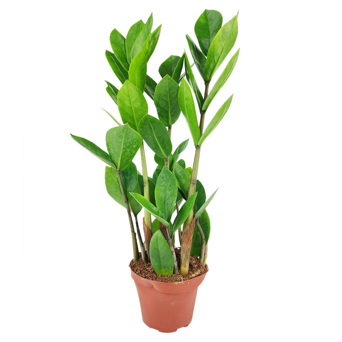 zz plant care, zamioculcas zamiifolia, houseplant for indoor air purifying, best houseplants for low light rooms