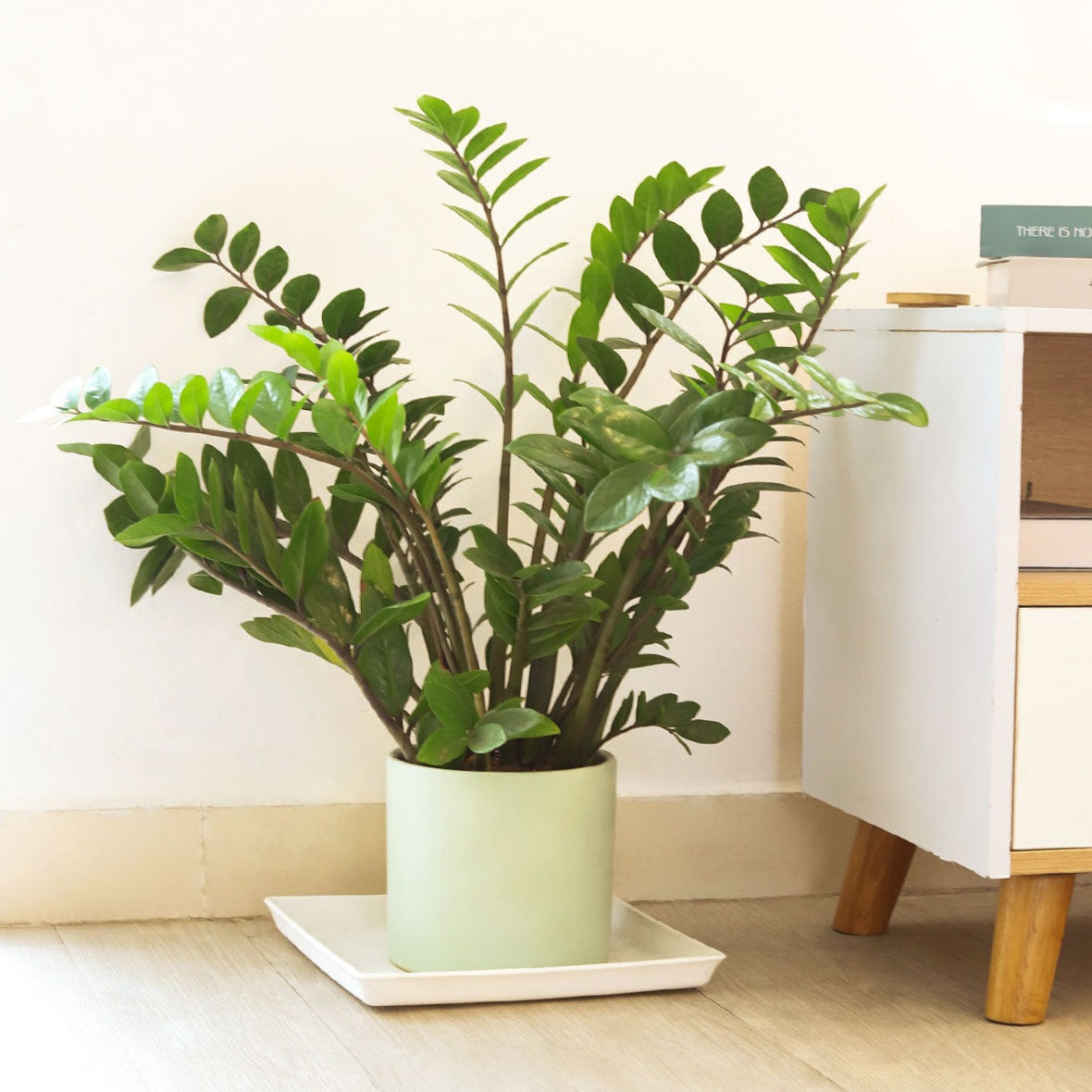 zz plant best pot ZZ Plant, Buy Zamioculcas Zamiifolia Live Indoor Houseplant Online 4" Pot / Cow Pot by Succulents Box