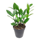 buy ZZ Plant with pot online, zz plant, 4 inch zz plant
