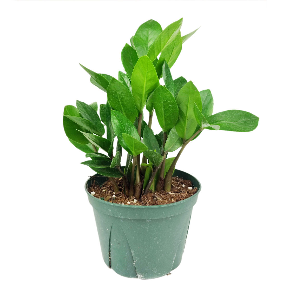 plants at lowes indoor ZZ Plant, Buy Zamioculcas Zamiifolia Live Indoor Houseplant Online 4" Pot / Cow Pot by Succulents Box
