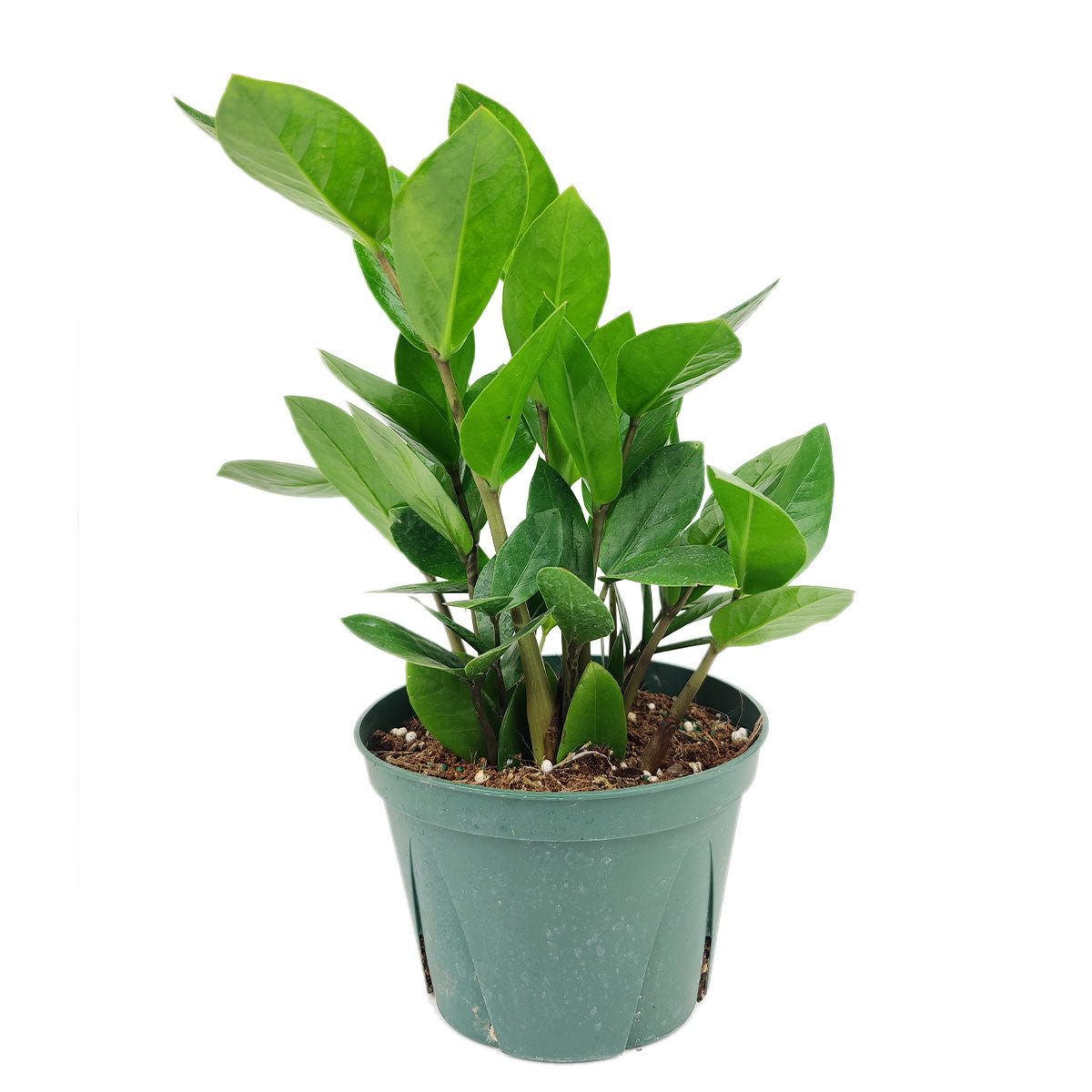 zamia zz plant ZZ Plant, Buy Zamioculcas Zamiifolia Live Indoor Houseplant Online 4" Pot / Cow Pot by Succulents Box