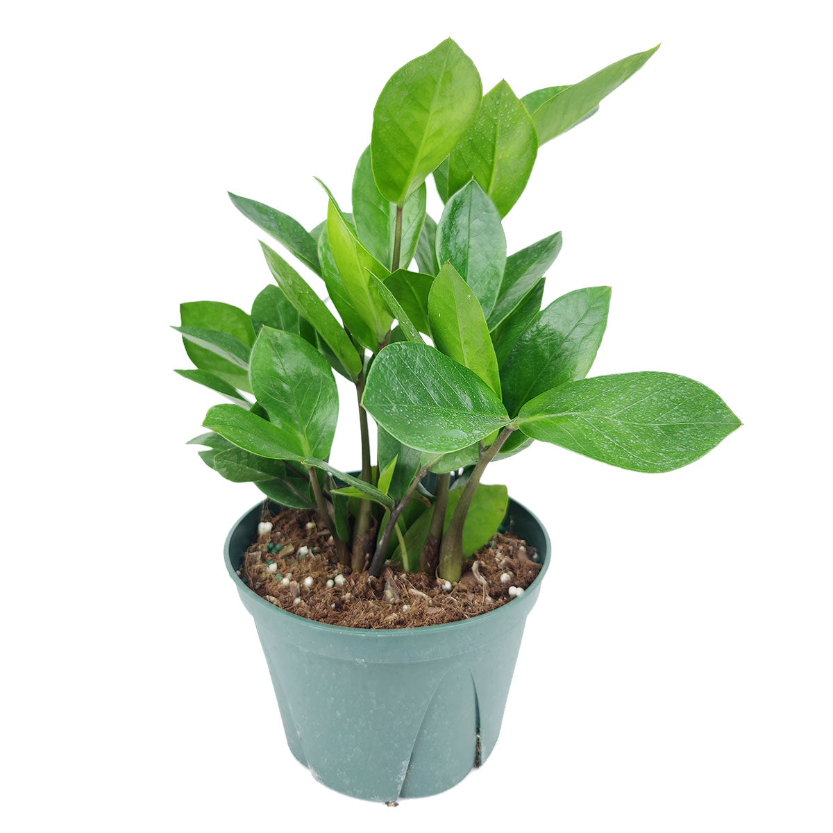 zamia plant indoor care ZZ Plant, Buy Zamioculcas Zamiifolia Live Indoor Houseplant Online