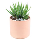 haworthia zebra succulent plant care, how to care for a zebra haworthia, succulent haworthia zebra, zebra haworthia watering, haworthia zebra cactus, care tips for growing cactus