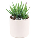 haworthia zebra succulent plant care, how to care for a zebra haworthia, succulent haworthia zebra, zebra haworthia watering, haworthia zebra cactus, care tips for growing cactus