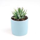 haworthia zebra succulent plant care, how to care for a zebra haworthia, succulent haworthia zebra, zebra haworthia watering, haworthia zebra cactus, care tips for growing cactus