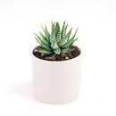 haworthia zebra succulent plant care, how to care for a zebra haworthia, succulent haworthia zebra, zebra haworthia watering, haworthia zebra cactus, care tips for growing cactus