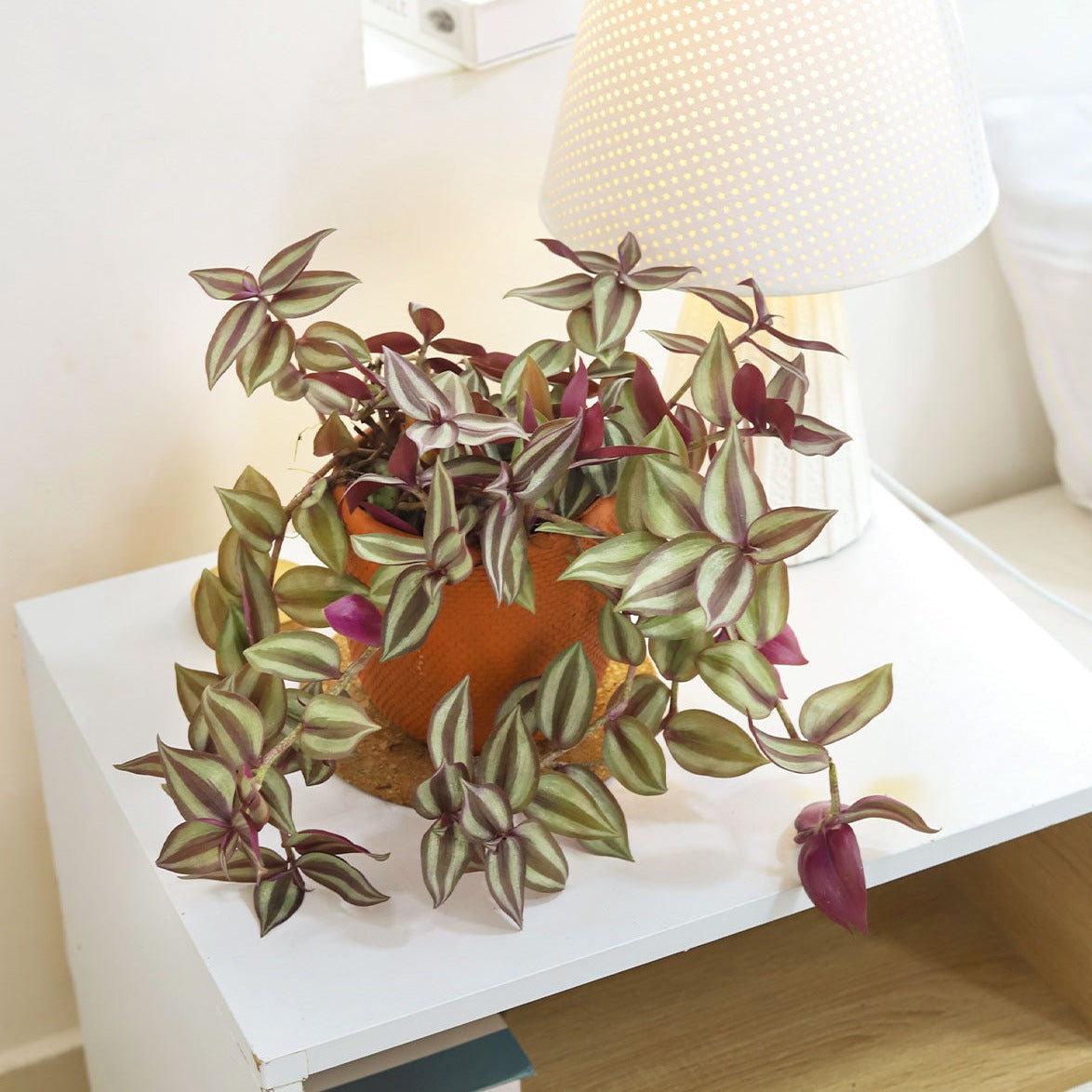 house plant tradescantia Tradescantia Zebrina Wandering Dude