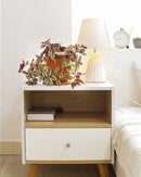 How to care for Tradescantia Zebrina, the most colorful trailing houseplant, bright light houseplant, variegated foliage, easy care houseplants, best place to buy house plants online