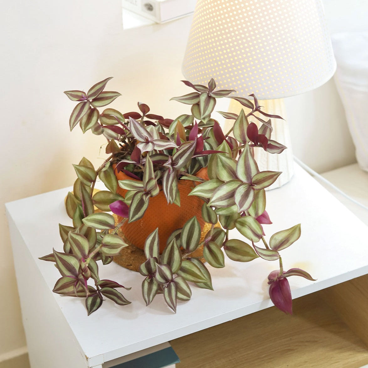 How to care for Tradescantia Zebrina, the most colorful trailing houseplant, bright light houseplant, variegated foliage