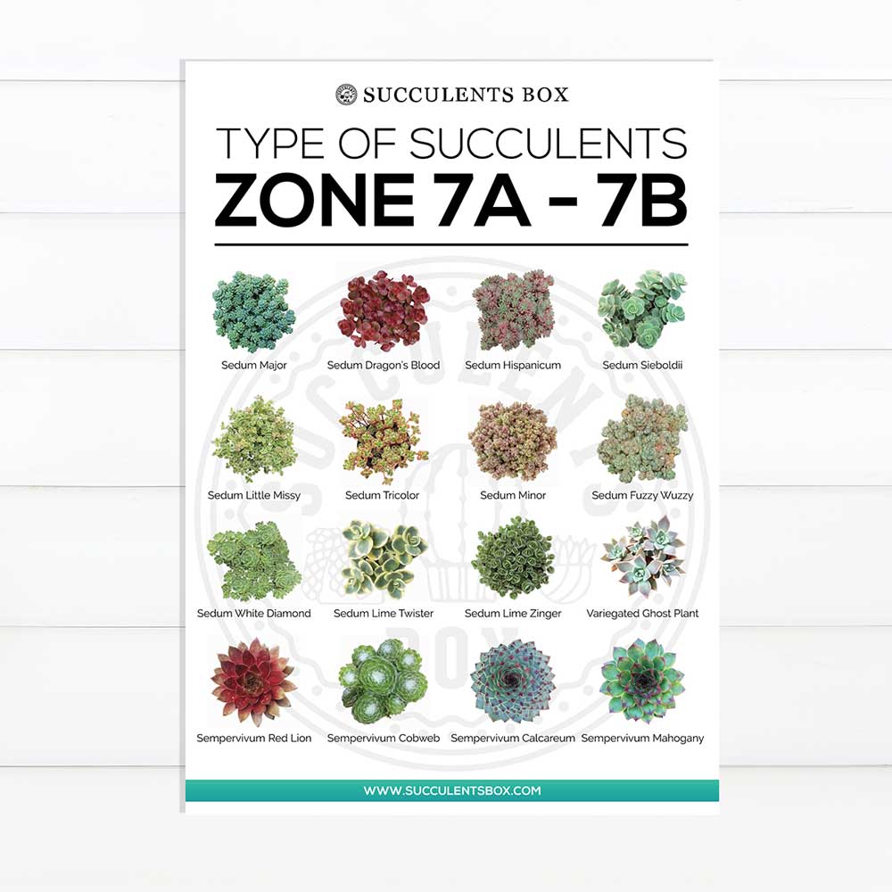 choosing succulent for zone, Succulent designs Zone, Succulents Hardiness Zone, best succulent image, collection of Printable Succulents Art, digital printable succulent, Printable Arts: Types of Succulent Zones for sale, Succulent Printable, succulent printable selection, succulent decor idea, succulent gift, succulent art