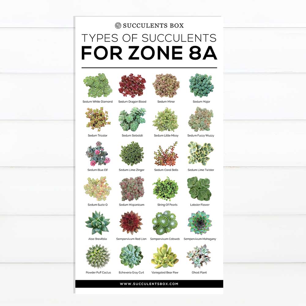 succulents zone 8b Printable Arts: Types of Succulent Zones | Choosing Hardy Succulents for Zone