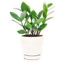 buy ZZ Plant with pot online, zz plant, 4 inch zz plant
