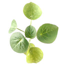 Subscription Boxes, Caudex Plant, Woody Stem Plant, Rare Plant, Unusual Plant, Exotic Plant, how to grow Adenia Volkensii Succulent, succulent gift