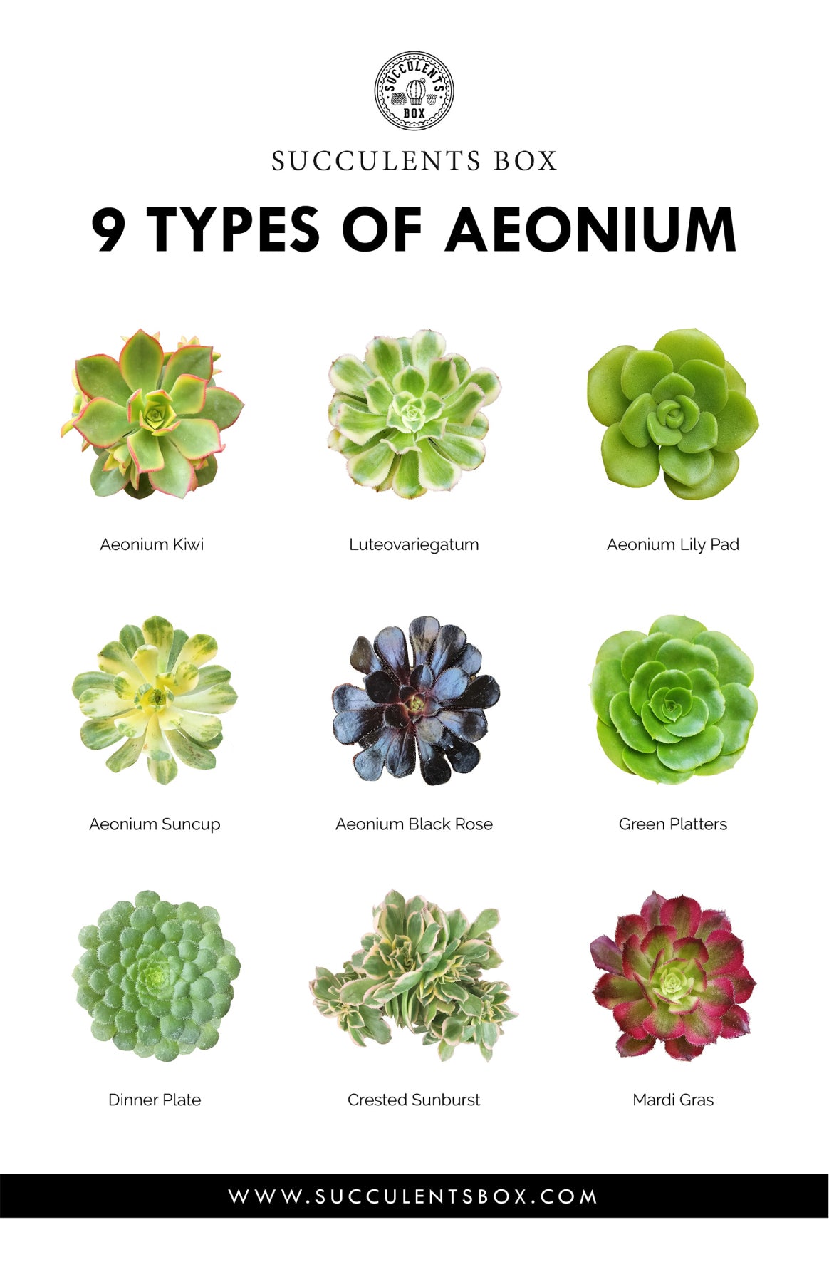 images of different types of succulents Types of Succulents | Digital Printable Succulent Identification Chart