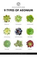 Types of Succulents Printable Art for sale, Printable Cactus Art, Succulents Digital Download, Succulents Home Office Decor, Succulents Gift Ideas, Modern Wall Art Decor, Succulents Printable Poster, printable art cacti download home decor, Types of Haworthia Succulents for sale