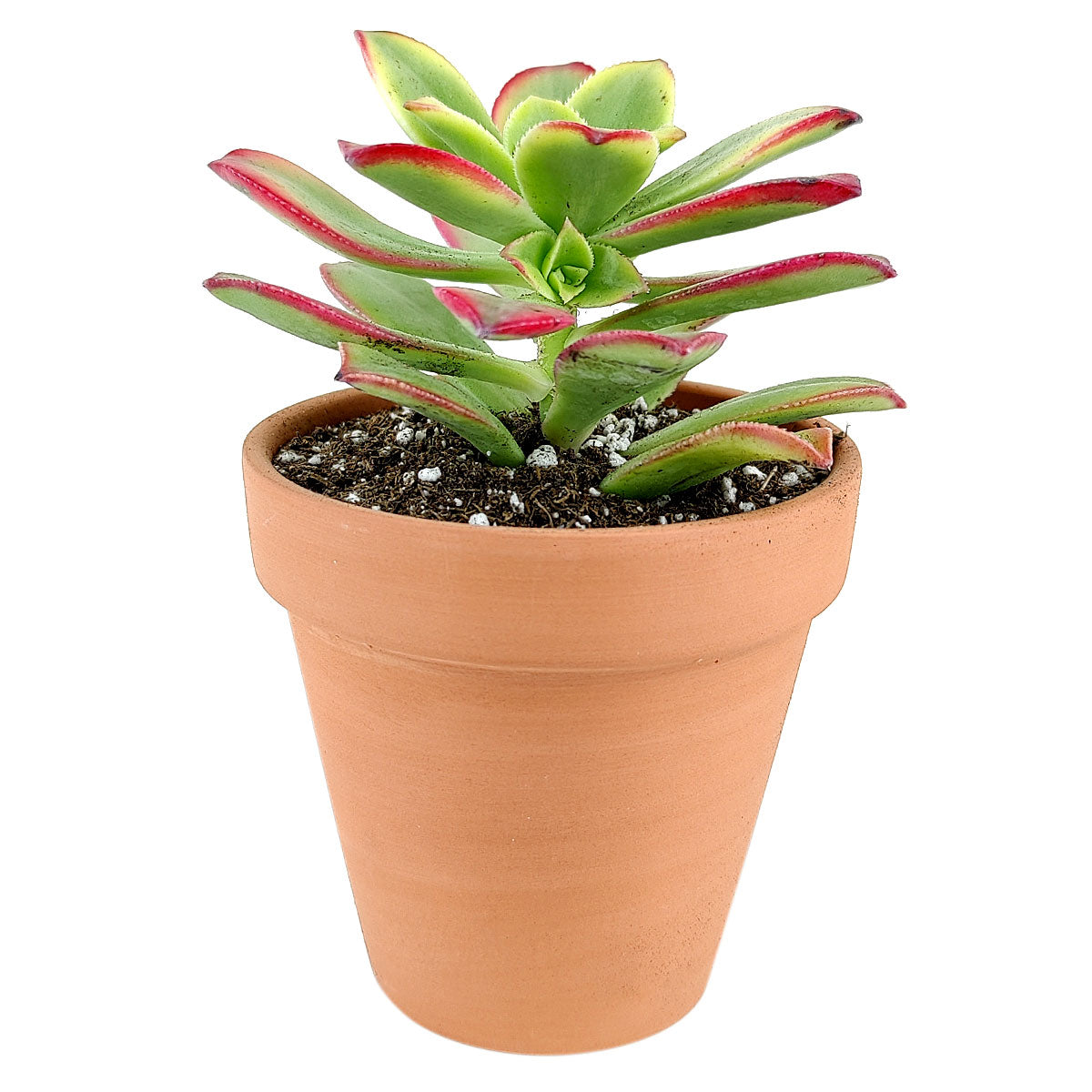 kiwi succulent care Aeonium Kiwi Rare Succulent Aeonium Haworthii Rosette Plant 2 inch / Bamboo Pot by Succulents Box