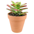 aoenium, aeonium arboreum, succulent plant, Succulents shop near me, succulent care guide, succulent care tips, succulent subscription, succulents garden, succulents store in CA, succulent care, aeonium arboreum in California, How to grow aeonium arboreum