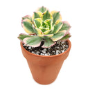 sunburst, aeonium sunburst for sale, succulents shop in California, Succulents shop near me, succulent subscription, how to grow succulents, succulent care guide, succulent care, succulents store in CA, monthly succulents, sunburst in California, How to grow sunburst, rose-shaped succulent plants