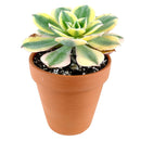 sunburst, aeonium sunburst for sale, succulents shop in California, Succulents shop near me, succulent subscription, how to grow succulents, succulent care guide, succulent care, succulents store in CA, monthly succulents, sunburst in California, How to grow sunburst, rose-shaped succulent plants