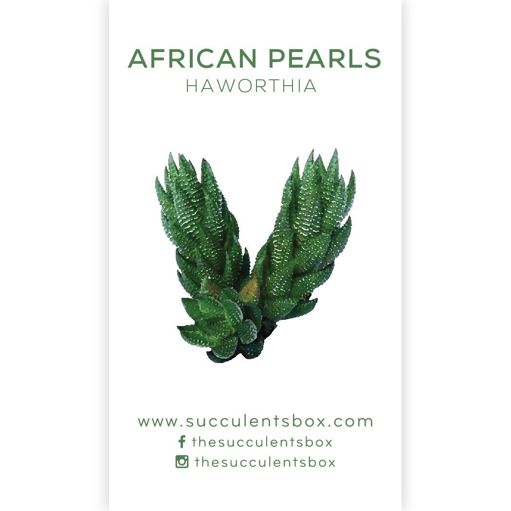 Succulent ID Cards for sale, Airplant ID Cards for sale, Succulent Care Cards, ID Cards for Specific Succulents, Identifying Types of Succulents, Types of Succulent Plants, How to identify Types of succulents, Succulents Gift Ideas, How to care for Types of Succulents. indoor succulents.