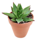  indoor succulents, echeveria, echeveria succulent, echeveria types, succulent echeveria, buy succulents online, succulent shop, succulent store, echeveria plant, colorful succulent plants