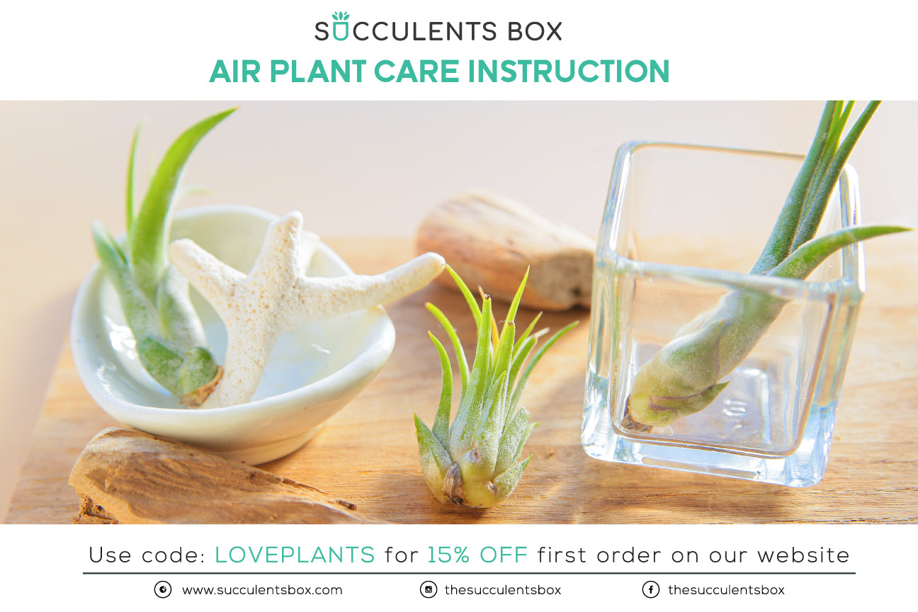 Airplant Care Guide
