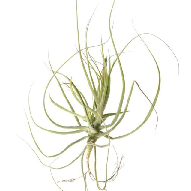 schiedeana air plant Tillandsia Schiedeana