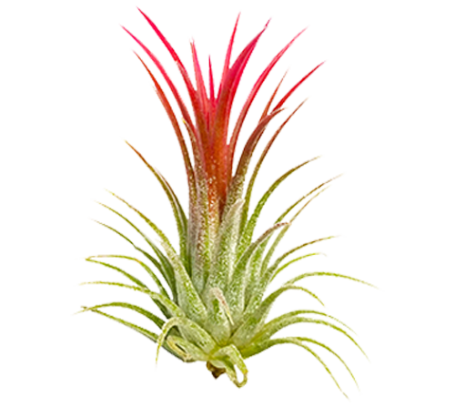 most beautiful air plants Live Air Plant Randomly Picked