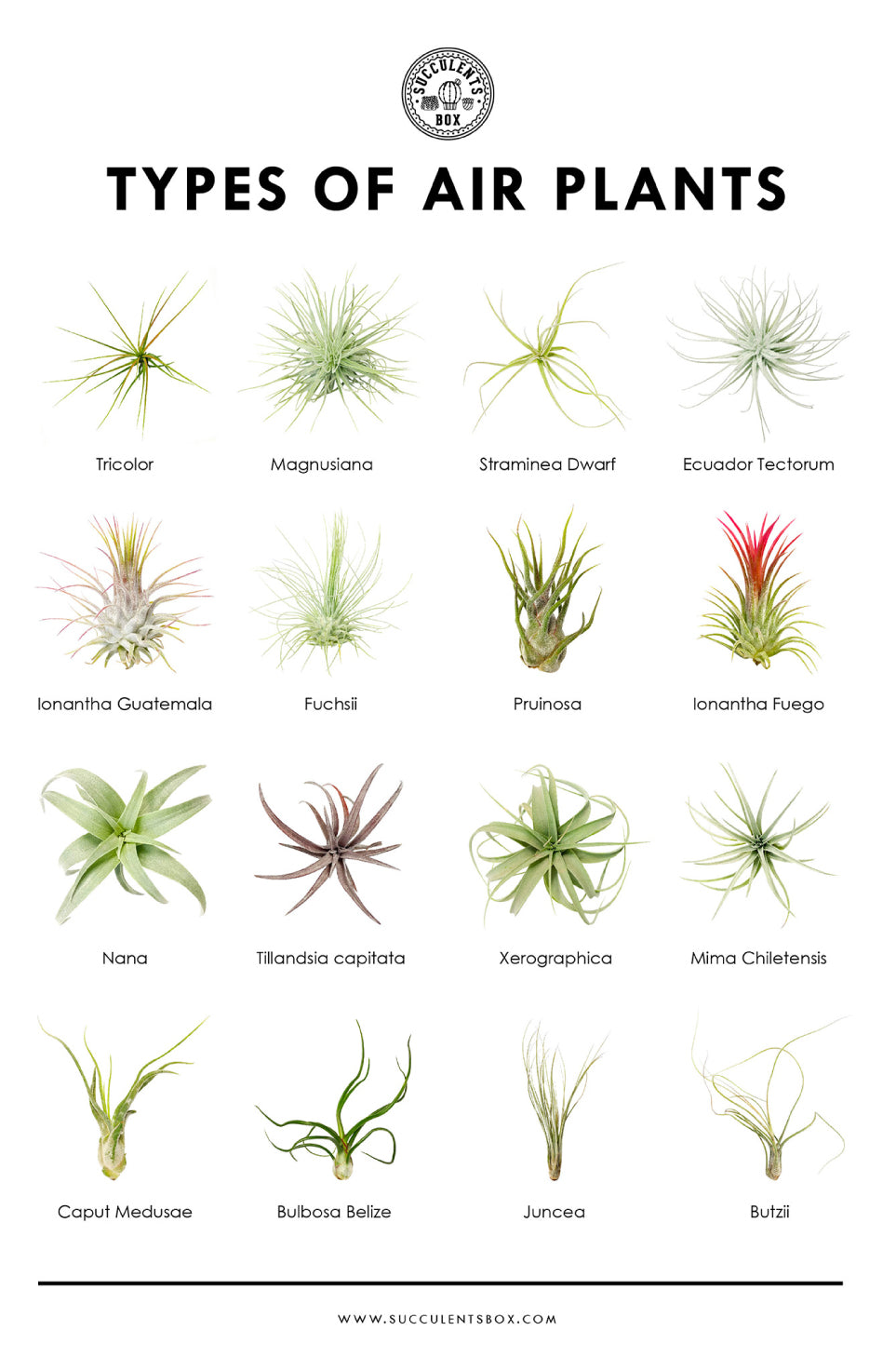 succulent species guide Types of Succulents | Digital Printable Succulent Identification Chart