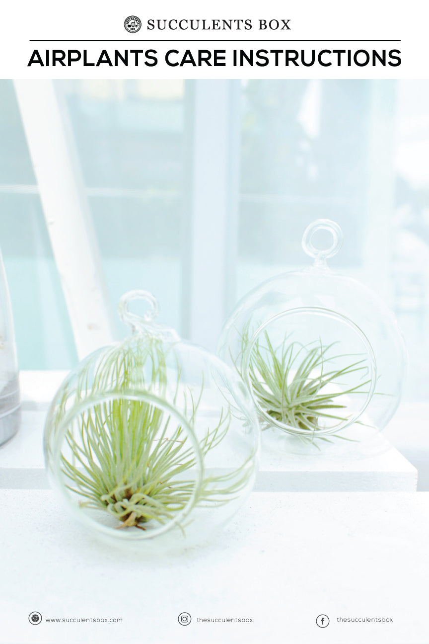 Airplant Care Card for sale, Air Plants Care Guide, How to care for Tillandsia air plants