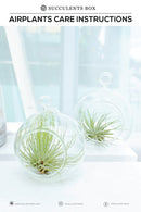 Airplant Care Card for sale, Air Plants Care Guide, How to care for Tillandsia air plants