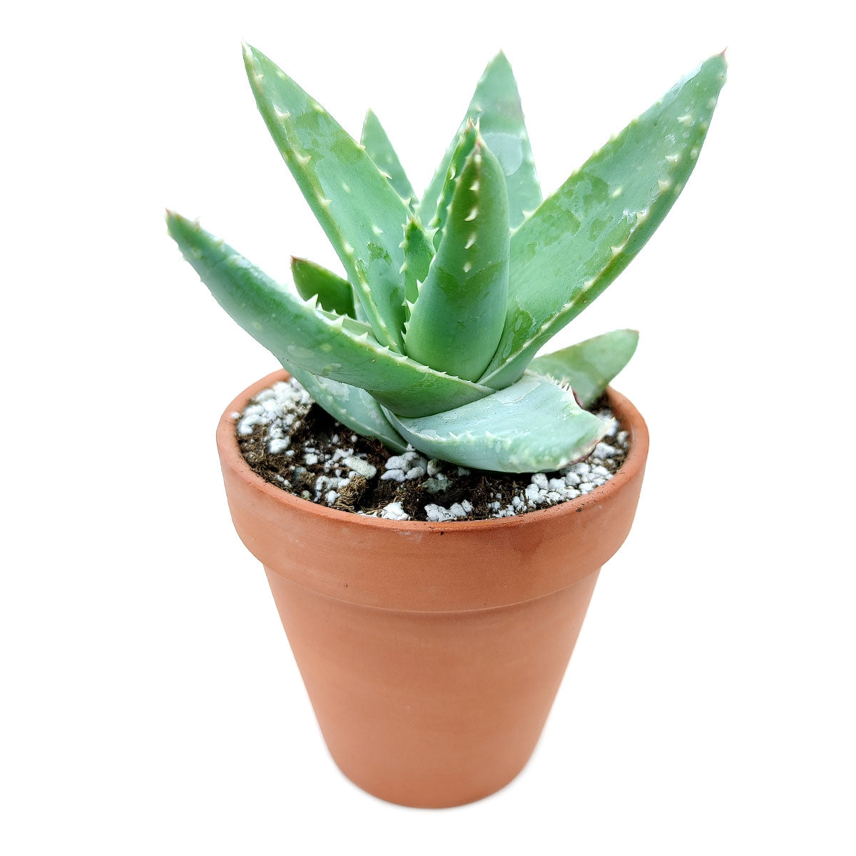 buy small aloe vera plant Buy Aloe Brevifolia (Short-leaved Aloe)